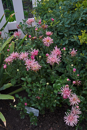 Chrysanthemum 'Grape Glow'