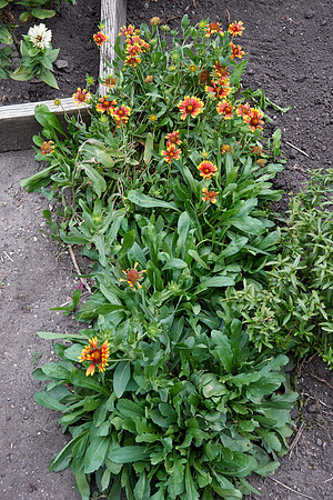 Blanket Flower 'Arizona Sun'
