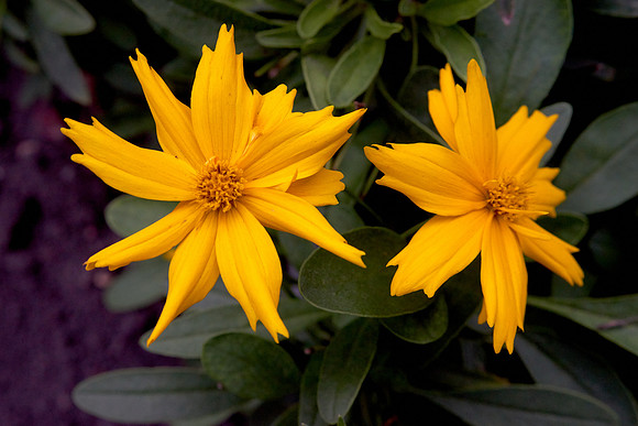 Coreopsis 'Jethro Tull'