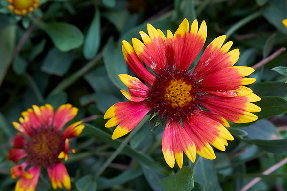 Blanket Flower 'Arizona Sun'
