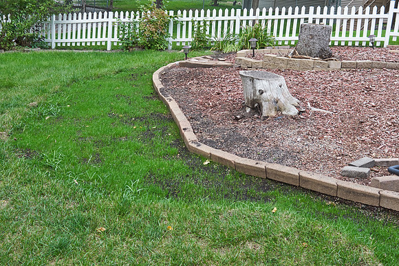 Grass Seed