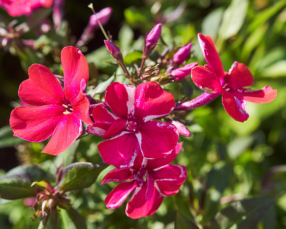 Phlox 'Starfire'