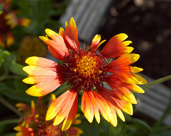 Blanket Flower 'Arizona Sun'