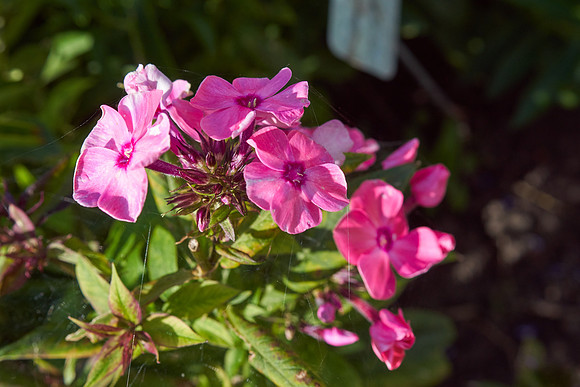 Phlox 'Coral Creme Drop'