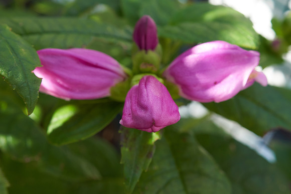 Cheline 'Hot Lips'