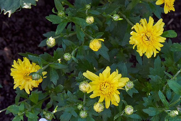 Chrysanthemum 'Morden Canary'