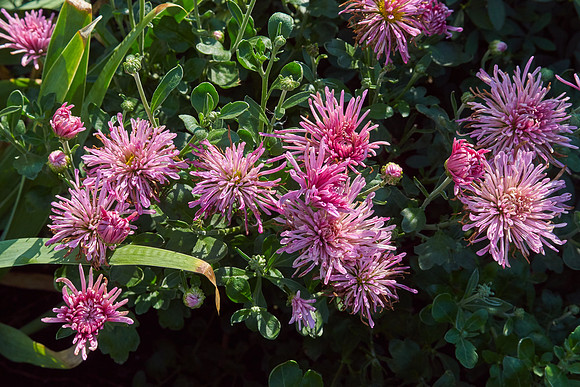 Chrysanthemum 'Grape Glow'