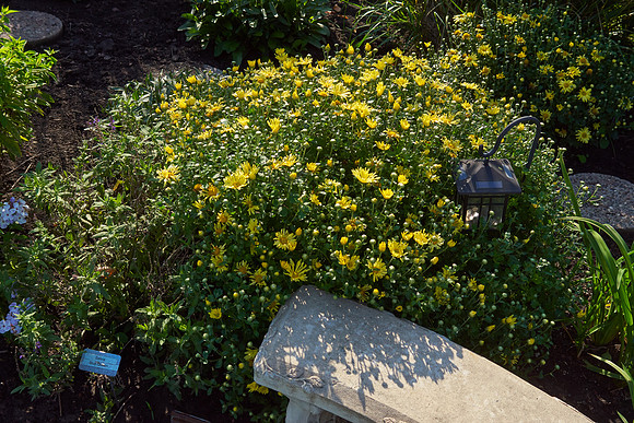 Chrysanthemum 'Mammoth Yellow'