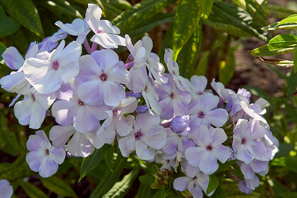 Phlox 'Blue Flame'