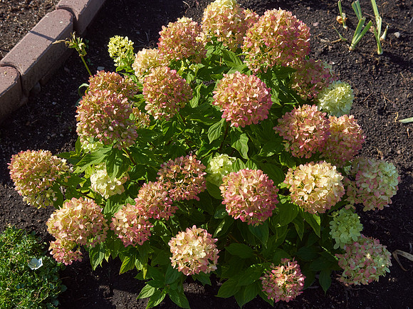 Hydrangea 'Little Lime'