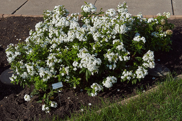 Phlox 'David'