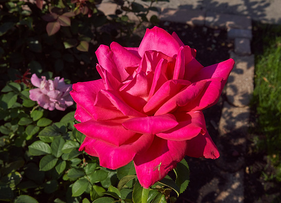 Rose 'Canada Blooms'