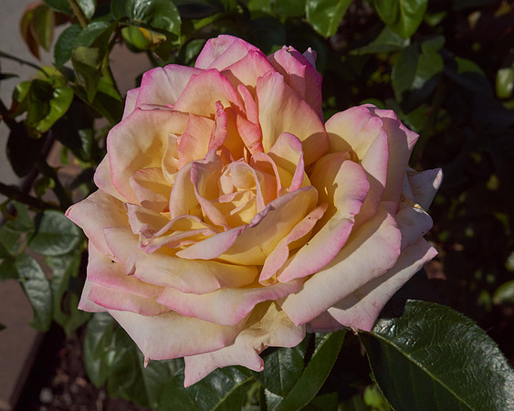 Rose 'Love & Peace'