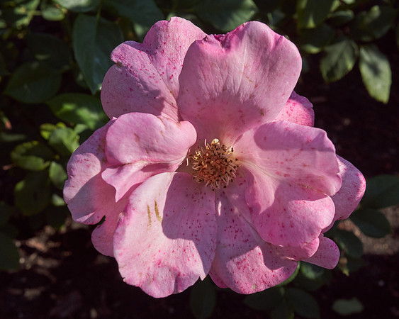 Rose 'Royal Amethyst'