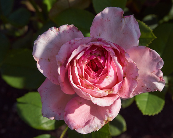 Rose 'Royal Amethyst'