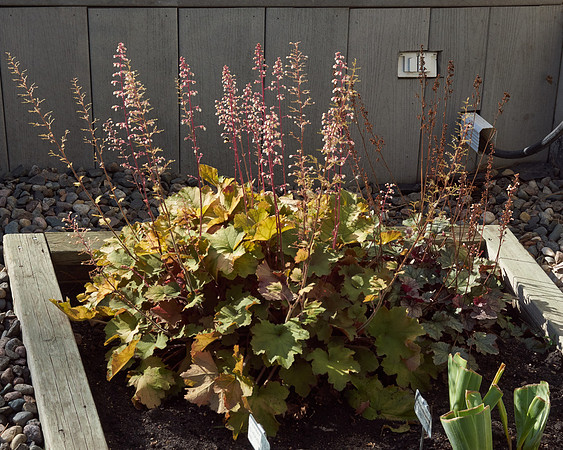 Heuchera 'Creme Brulee'