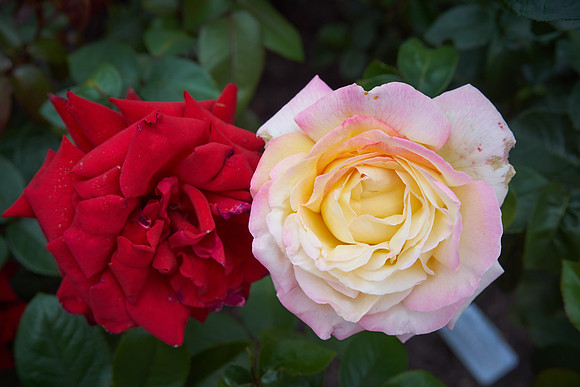 Rose 'Love & Peace'