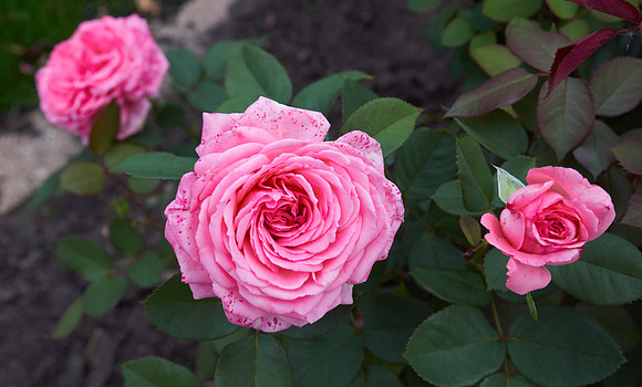 Rose 'Canada Blooms'