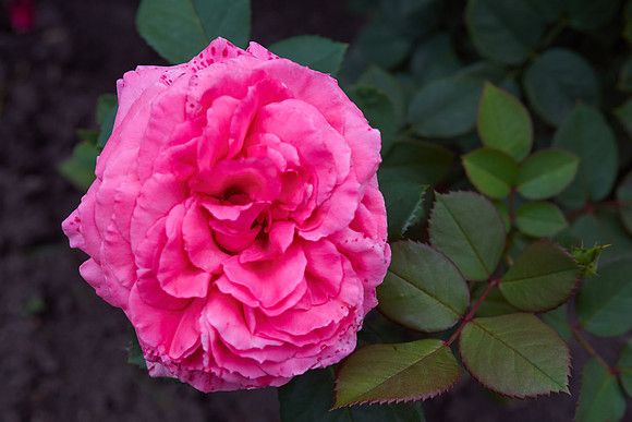 Rose 'Canada Blooms'