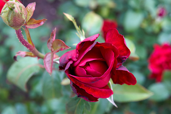 Rose 'Ingrid Bergman'