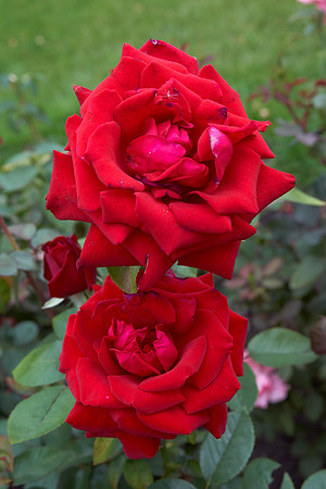 Rose 'Ingrid Bergman'