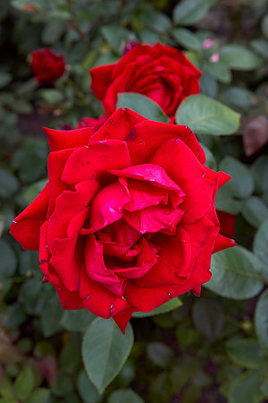 Rose 'Ingrid Bergman'