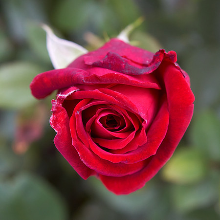 Rose 'Ingrid Bergman'
