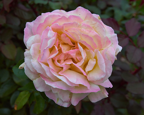 Rose 'Love & Peace'