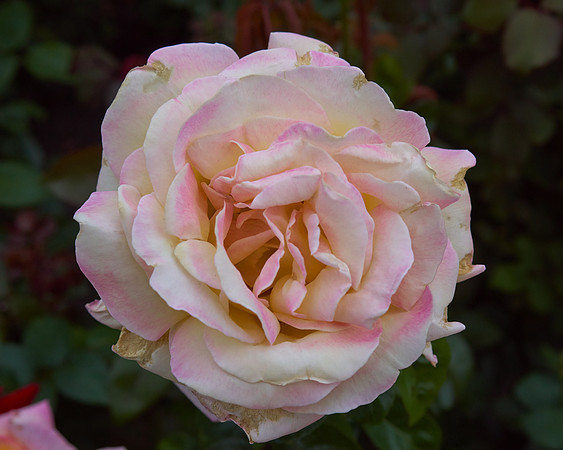 Rose 'Love & Peace'