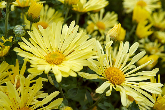 Chrysanthemum 'Mammoth Yellow'