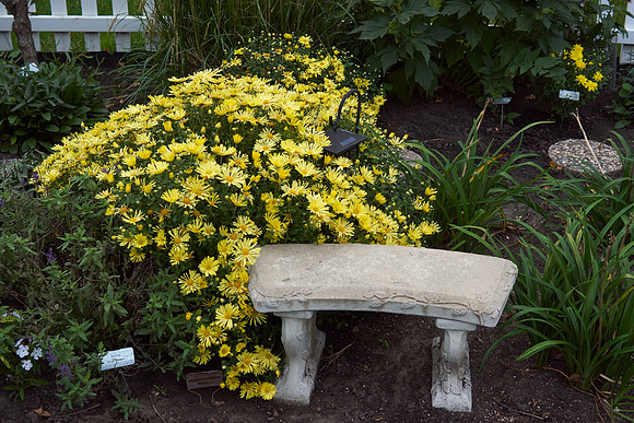 Chrysanthemum 'Mammoth Yellow'
