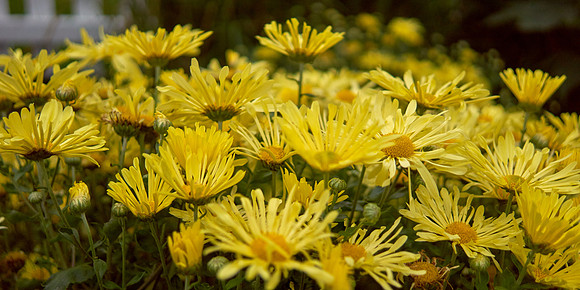 Chrysanthemum 'Mammoth Yellow'