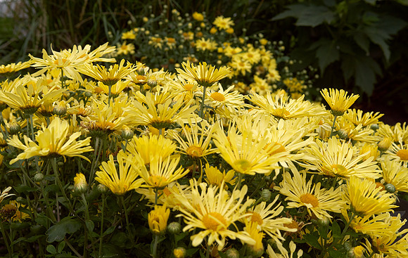 Chrysanthemum 'Mammoth Yellow'