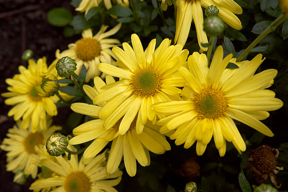 Chrysanthemum 'Morden Canary'
