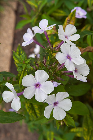Phlox 'Blue Flame'