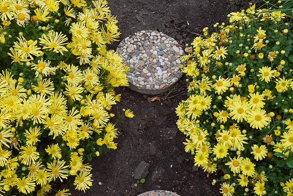 Chrysanthemum 'Morden Canary'