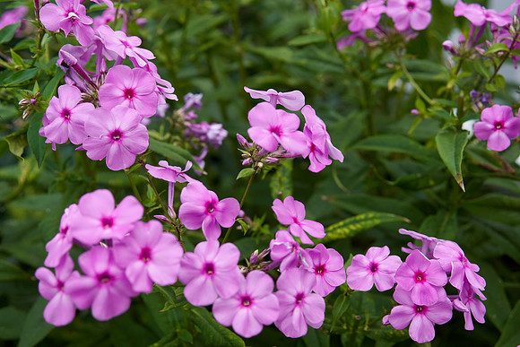 Phlox 'Baby Face'