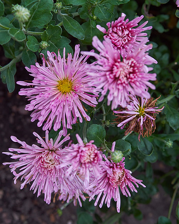 Chrysanthemum 'Grape Glow'