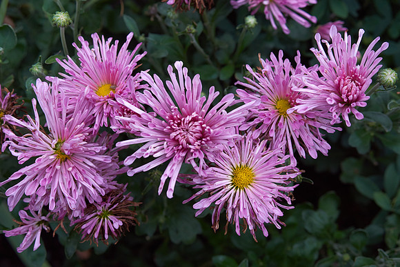 Chrysanthemum 'Grape Glow'