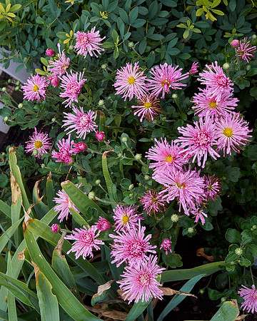 Chrysanthemum 'Grape Glow'