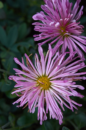 Chrysanthemum 'Grape Glow'