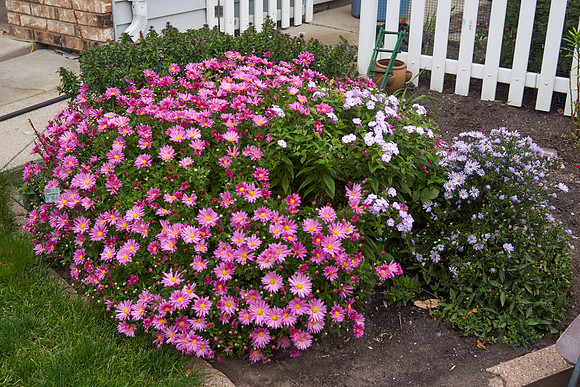 Chrysanthemum 'Mammoth Dark Pink'
