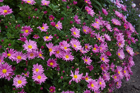 Chrysanthemum 'Mammoth Dark Pink'