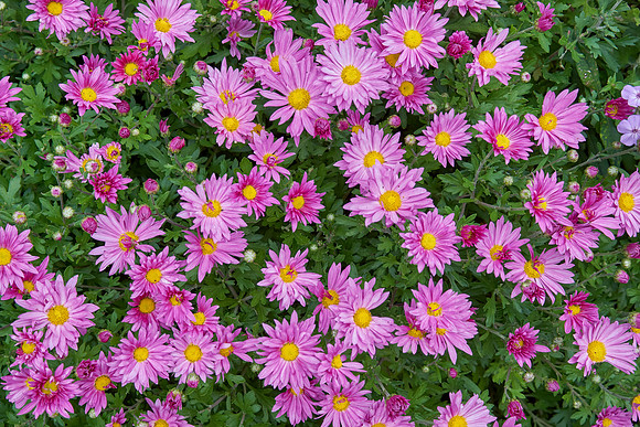 Chrysanthemum 'Mammoth Dark Pink'