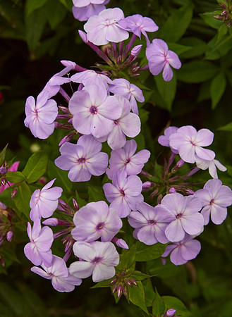 Phlox 'Shockwave'