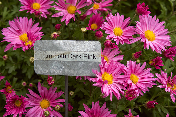 Chrysanthemum 'Mammoth Dark Pink'