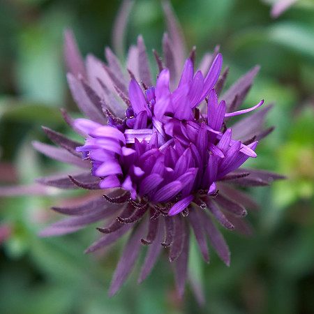 Monarda 'Petite Delight'