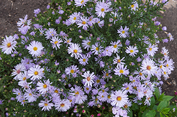 Chrysanthemum 'Ryan’s Pink'