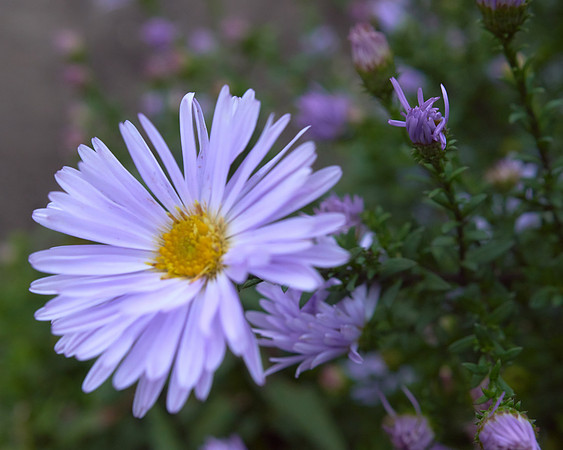 Chrysanthemum 'Ryan’s Pink'