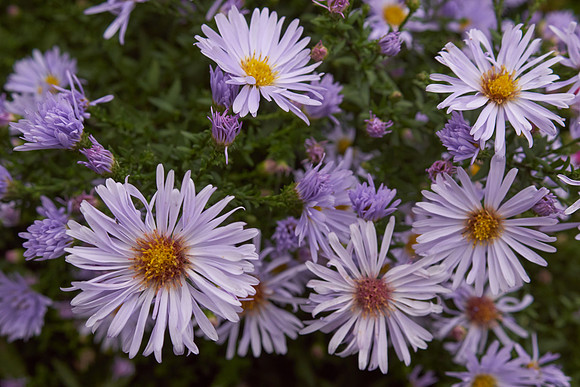 Chrysanthemum 'Ryan’s Pink'